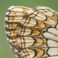 Melitaea aurelia